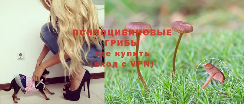 Галлюциногенные грибы Psilocybe  Бузулук 